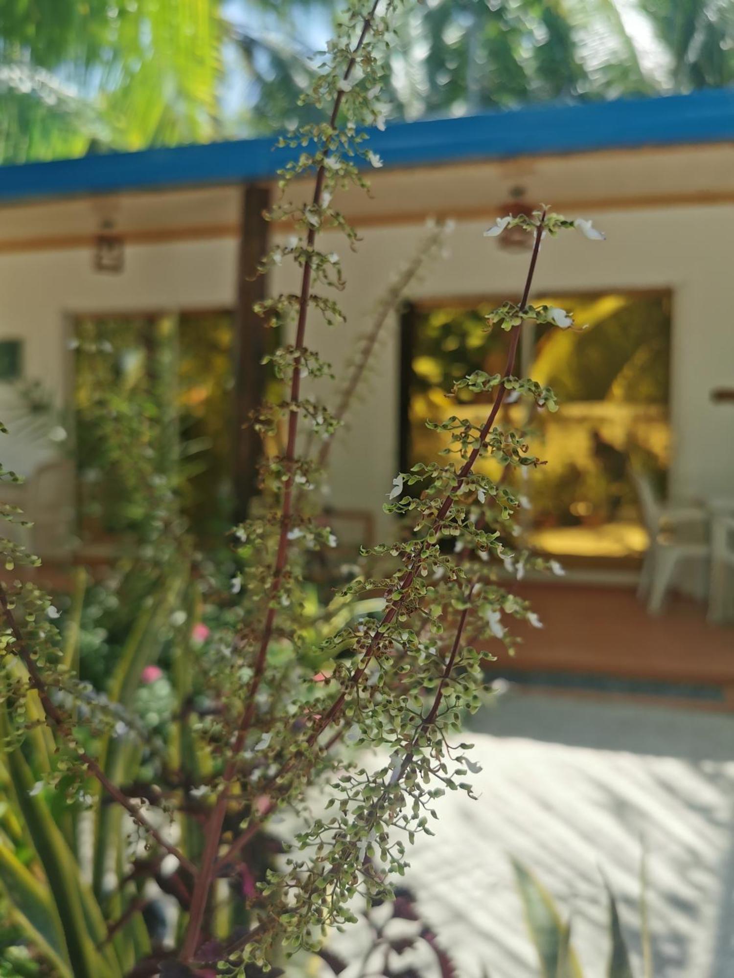 Blue Water Thoddoo Inn ห้อง รูปภาพ